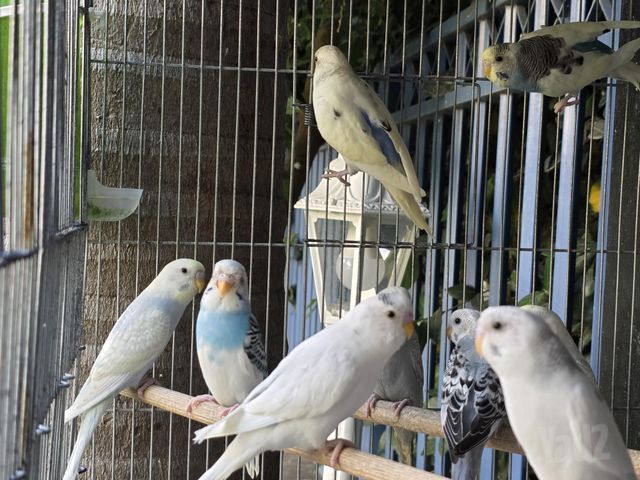 תמונת מודעה - חיות מחמד