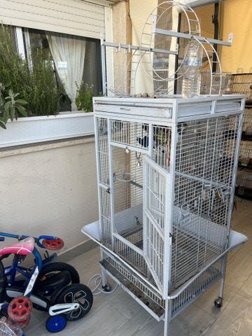 תמונת מודעה - חיות מחמד