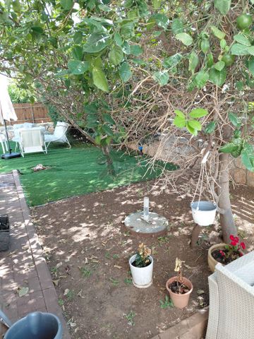 הצבעוני 30