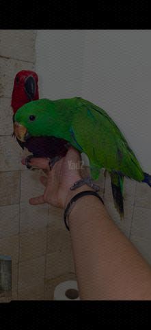 תמונת מודעה - חיות מחמד