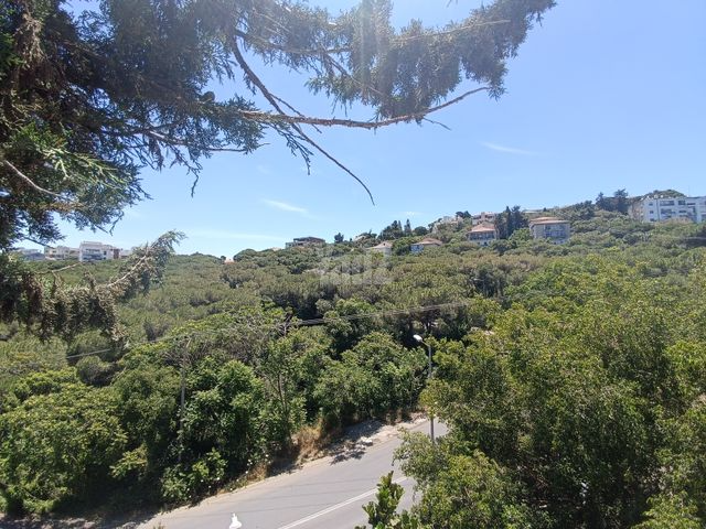 ביכורים 