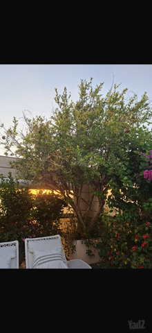 גג/ פנטהאוז להשכרה בתל אביב יפו (תיווך) — 3