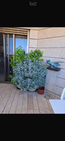 גג/ פנטהאוז להשכרה בתל אביב יפו (תיווך) — 5