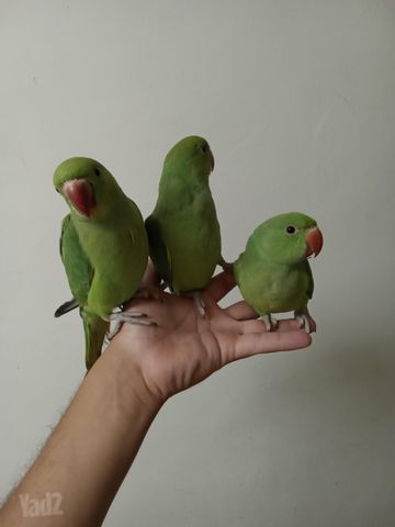 תמונת מודעה - חיות מחמד