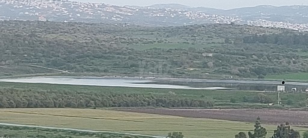 נרקיס 3