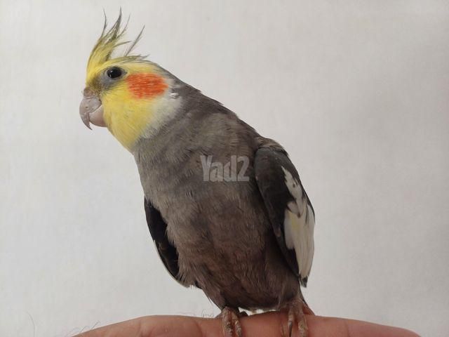 תמונת מודעה - חיות מחמד