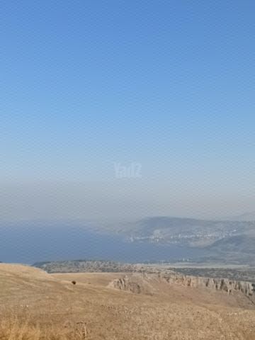 דוד רמז 101