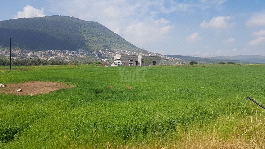ברוש 15