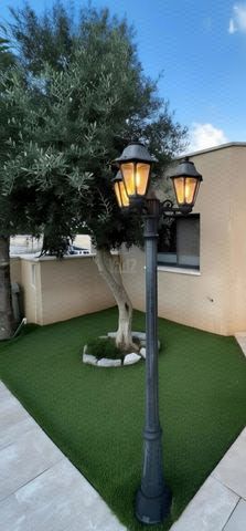 סחלב 36
