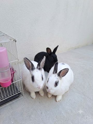 תמונת מודעה - חיות מחמד