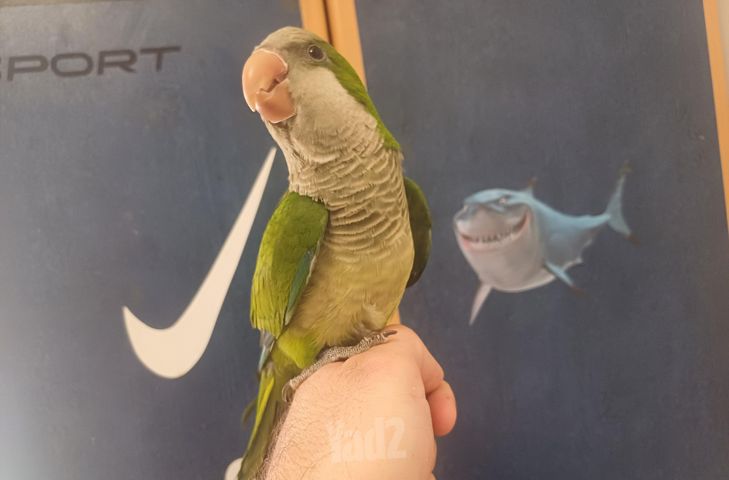 תמונת מודעה - חיות מחמד