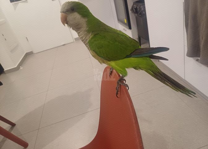 תמונת מודעה - חיות מחמד