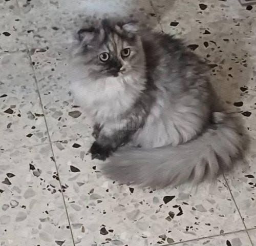 תמונת מודעה - חיות מחמד