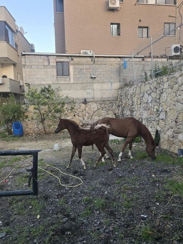 תמונת מודעה - חיות מחמד