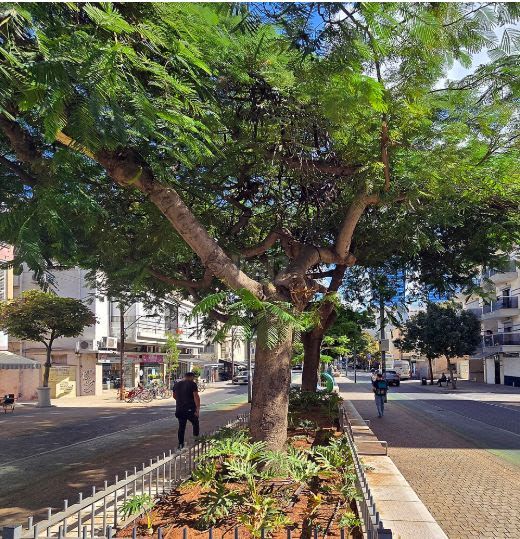 שדרות יהודית 