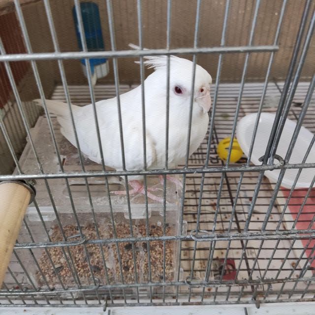 תמונת מודעה - חיות מחמד