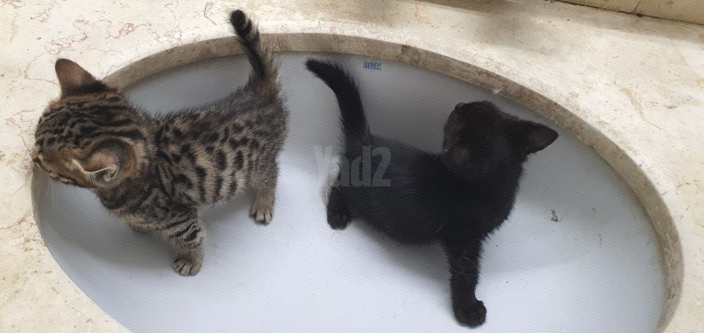 תמונת מודעה - חיות מחמד