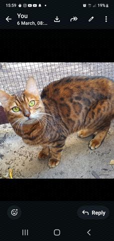 תמונת מודעה - חיות מחמד