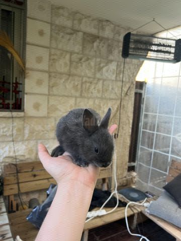 תמונת מודעה - חיות מחמד