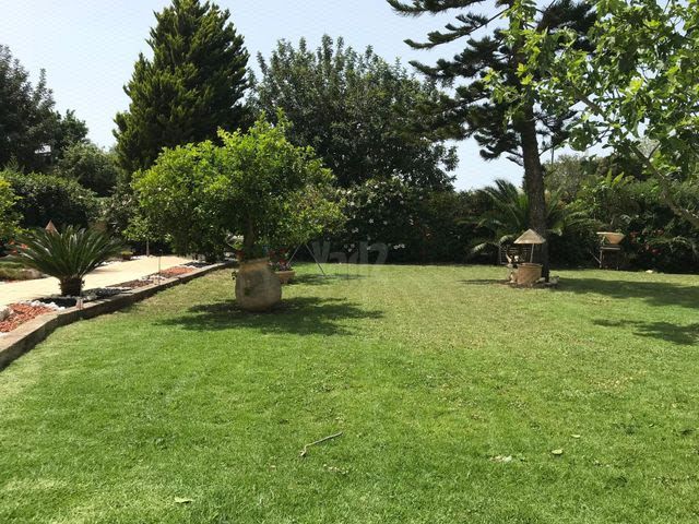 התמר 15