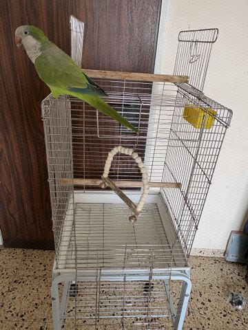 תמונת מודעה - חיות מחמד