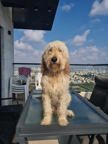 תמונת מודעה - חיות מחמד