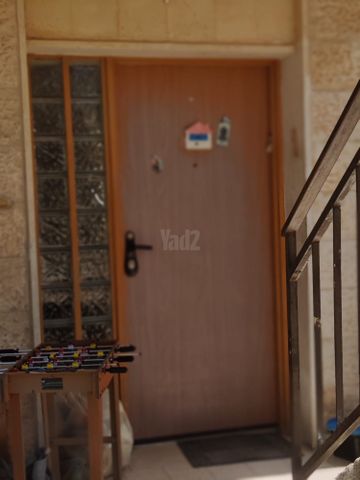 אורן 51