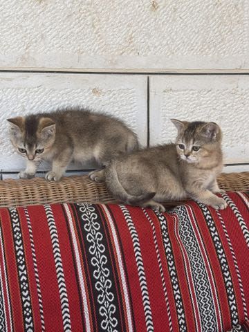 תמונת מודעה - חיות מחמד