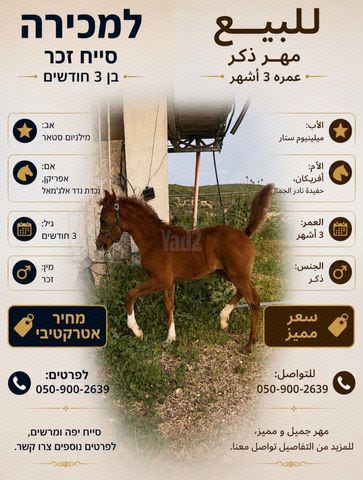 תמונת מודעה - חיות מחמד
