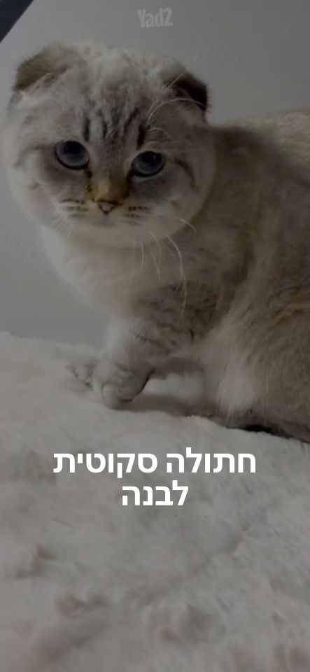 תמונת מודעה - חיות מחמד