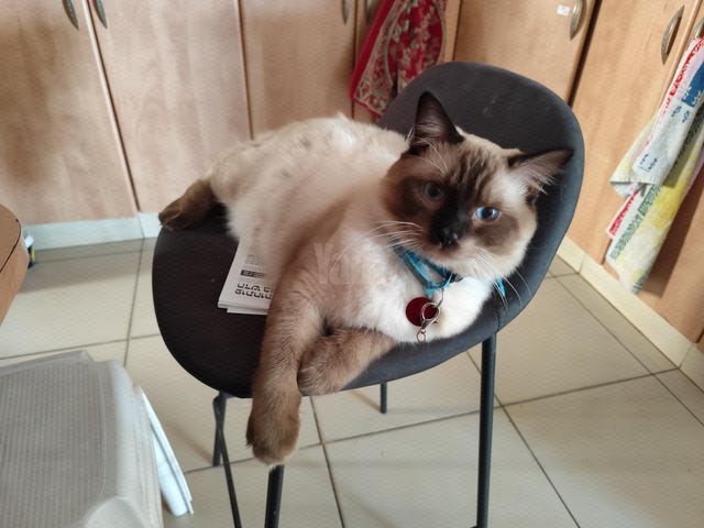 תמונת מודעה - חיות מחמד