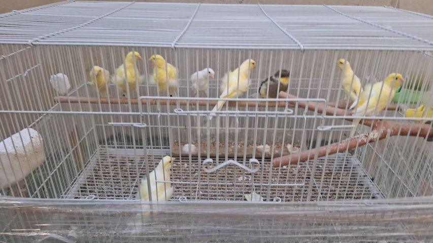 תמונת מודעה - חיות מחמד