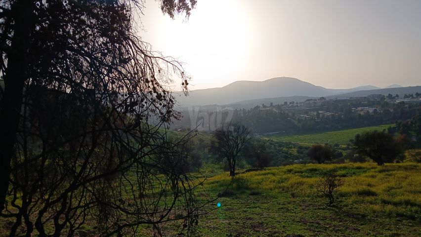 מגרשים, עין זיתים