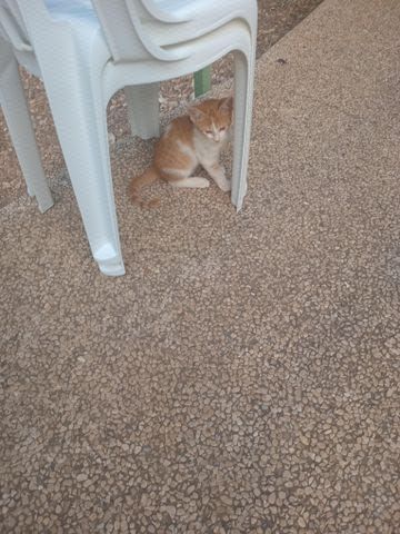 תמונת מודעה - חיות מחמד