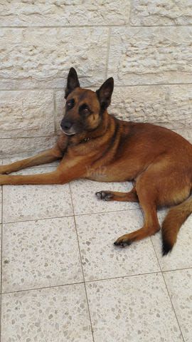 תמונת מודעה - חיות מחמד