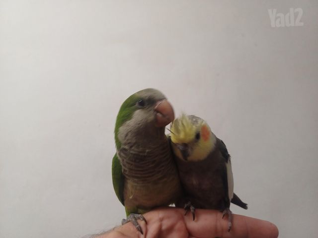 תמונת מודעה - חיות מחמד