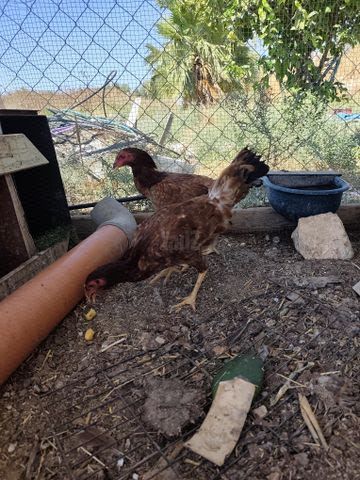 תמונת מודעה - חיות מחמד