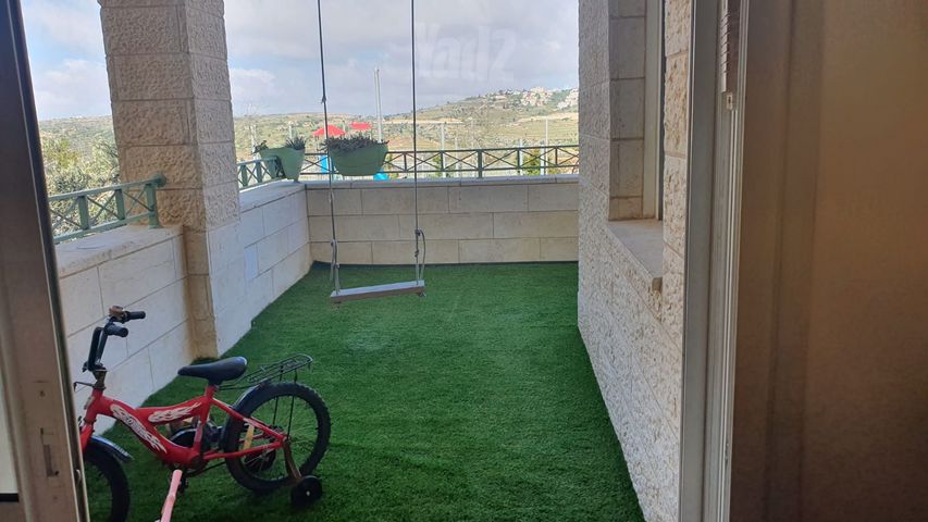 זית שמן 49
