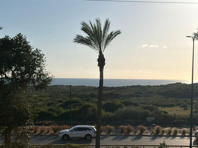 אירוס הארגמן 
