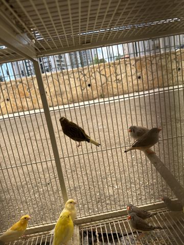 תמונת מודעה - חיות מחמד