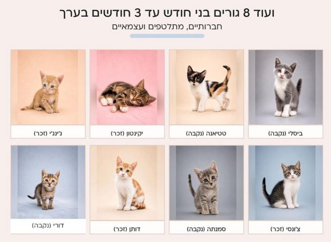 תמונת מודעה - חיות מחמד