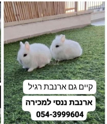 תמונת מודעה - חיות מחמד