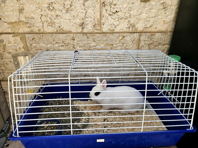 תמונת מודעה - חיות מחמד