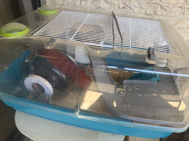 תמונת מודעה - חיות מחמד