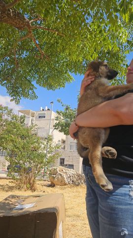 תמונת מודעה - חיות מחמד