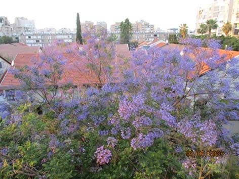 דירה למכירה בתל אביב יפו — 3