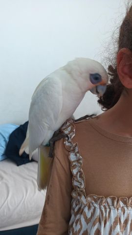 תמונת מודעה - חיות מחמד