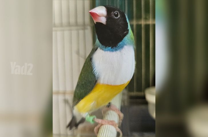 תמונת מודעה - חיות מחמד