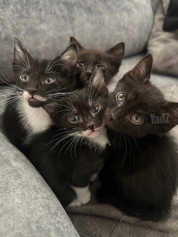 תמונת מודעה - חיות מחמד