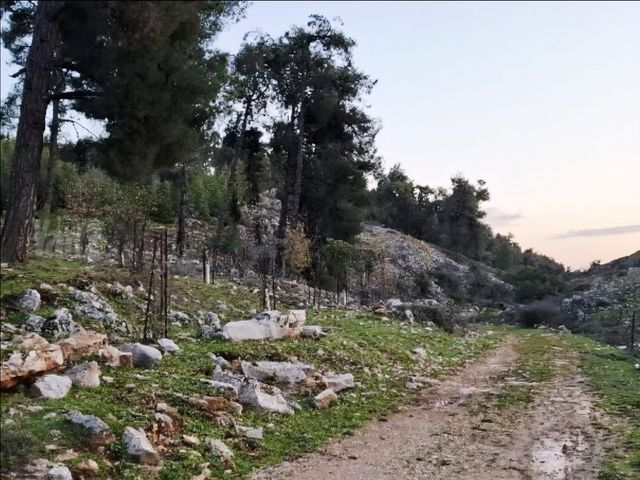 מגרשים